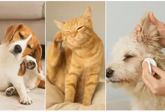 From Whiskers to Wisdom: When Does a Kitten Become an Adult Cat?